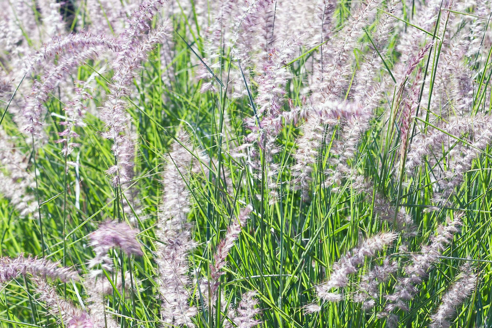 Oriental Fountain Grass