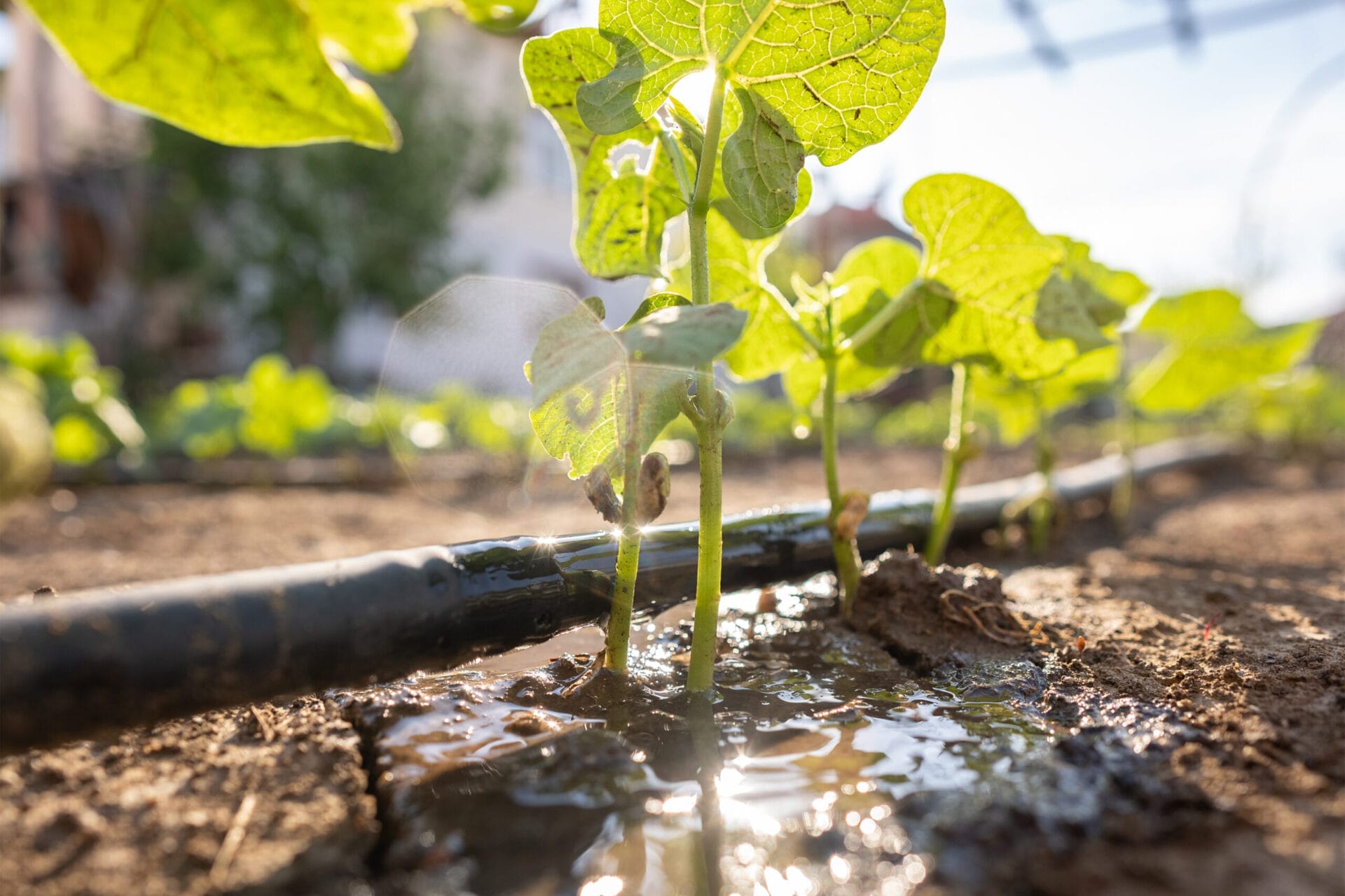 Drip irrigation system 
