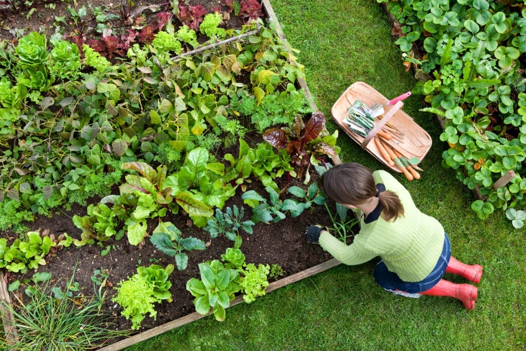 Woman kneeling by raised vegetable garden bed.