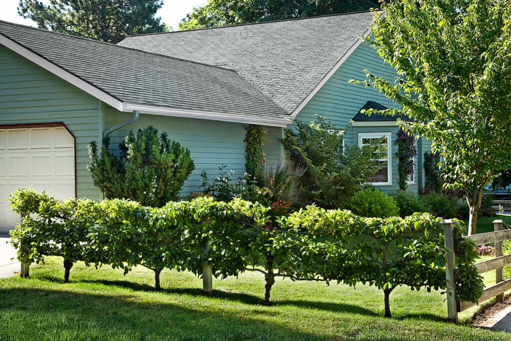 Espaliered Trees as a fence