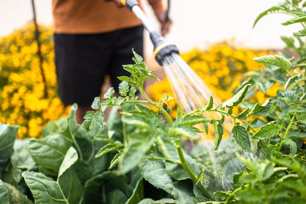 Watering a vegetable Garden