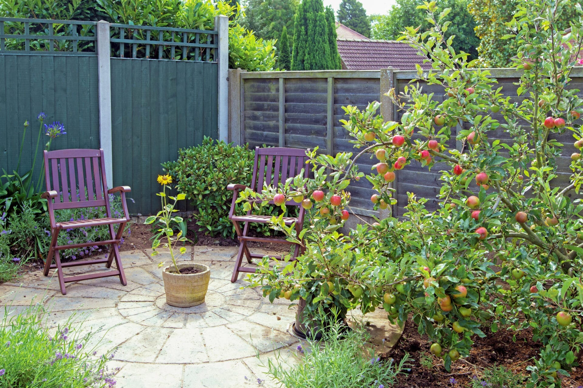 Apple tree growing in a garden