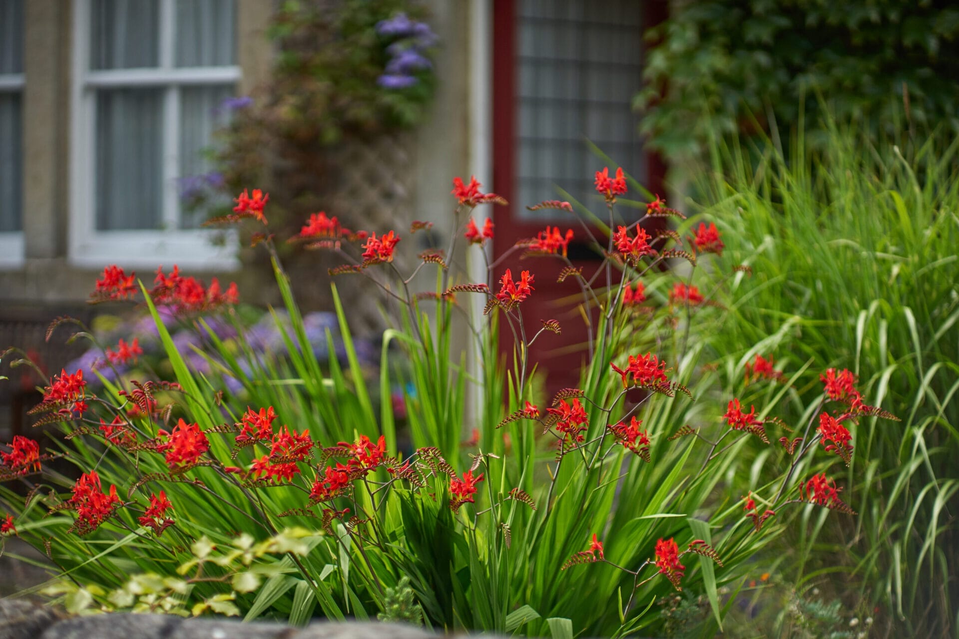 Several Lucifer Crocosmia plants in a garden.