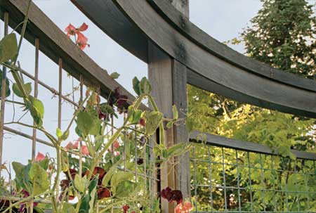 Vine wrapped around a wire trellis