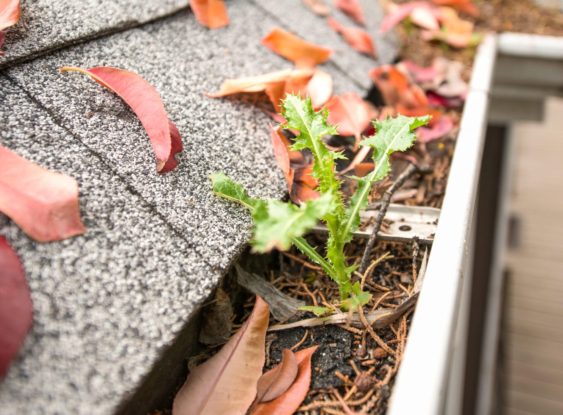 Gutter clogged with leaves, weeds, and debris.