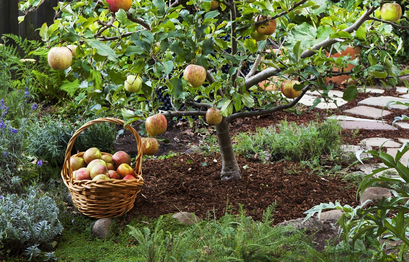 a fruit tree that is producing apples