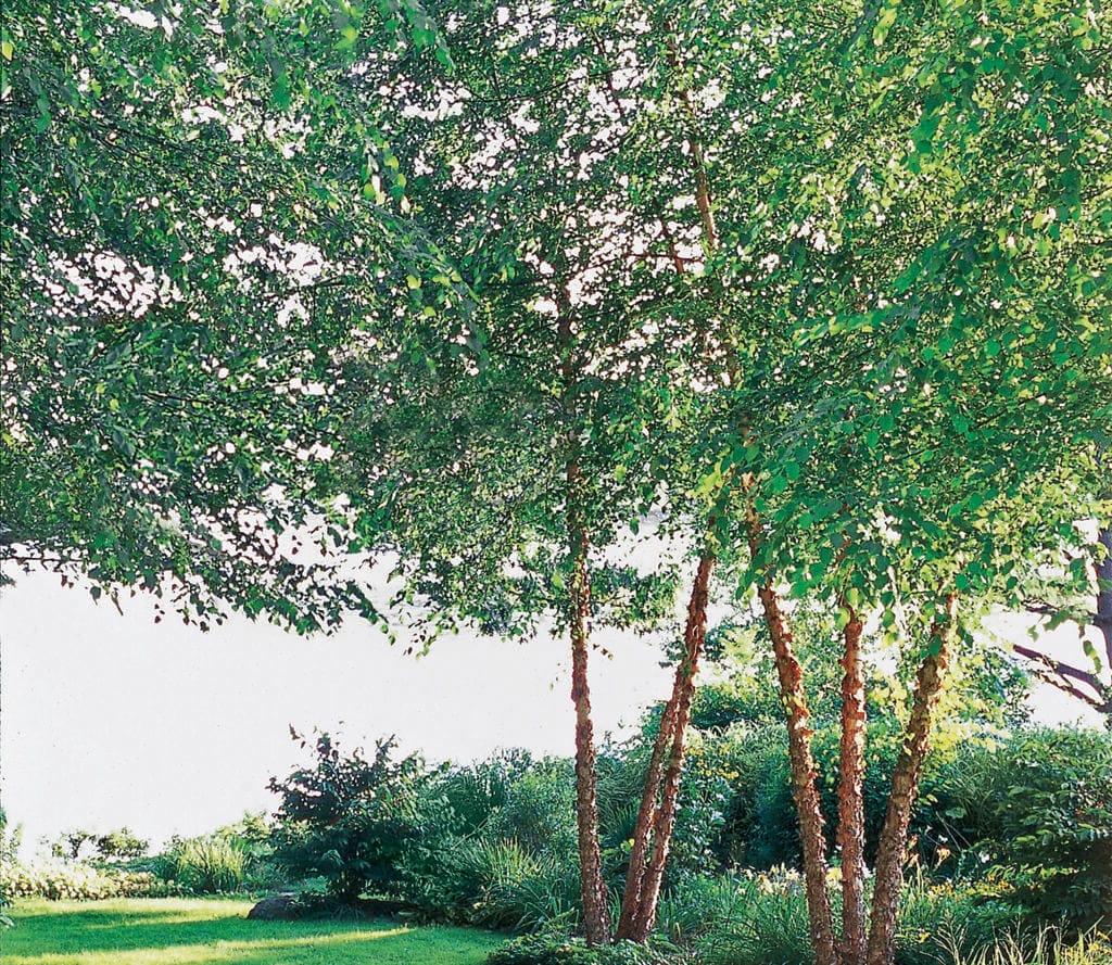 Image of a heritage river birch tree