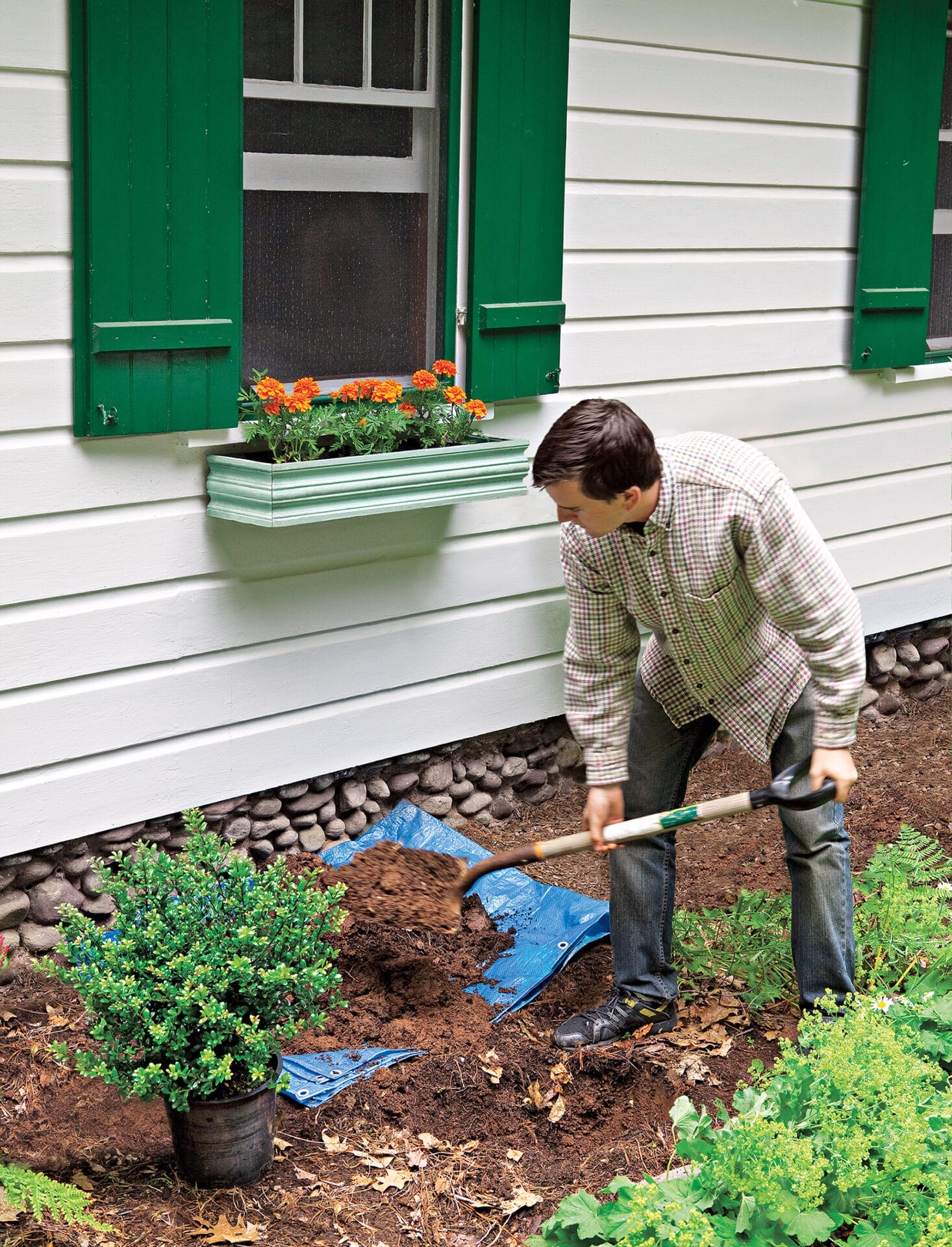 Man spreading mulch around a foundation planting.