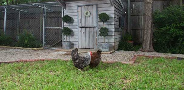 A chicken coop on a lawn.