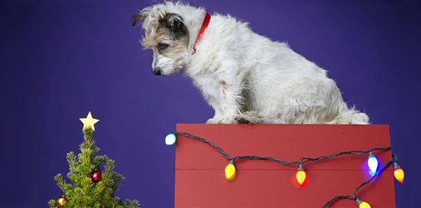 pet_safety_xl