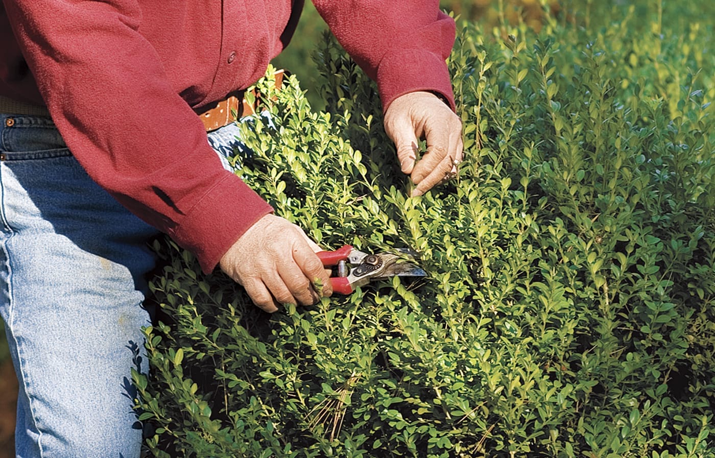 Shrub Pruning Dos and Don’ts