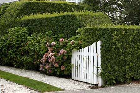 Caring for a Privet Hedge