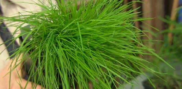 grass_xl