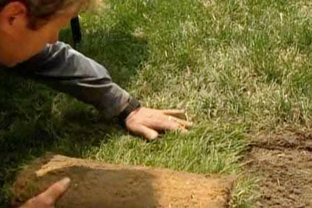 patch_lawn_x