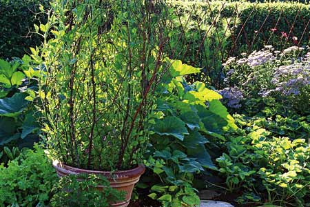 00_trellis_in_pot_x
