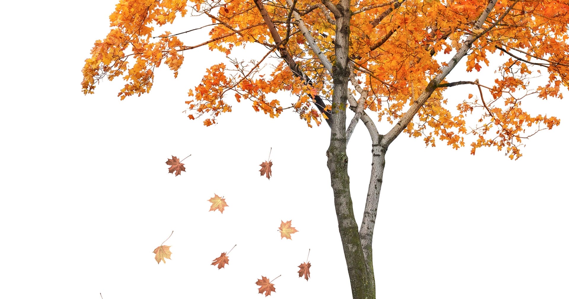 leaf_disposal