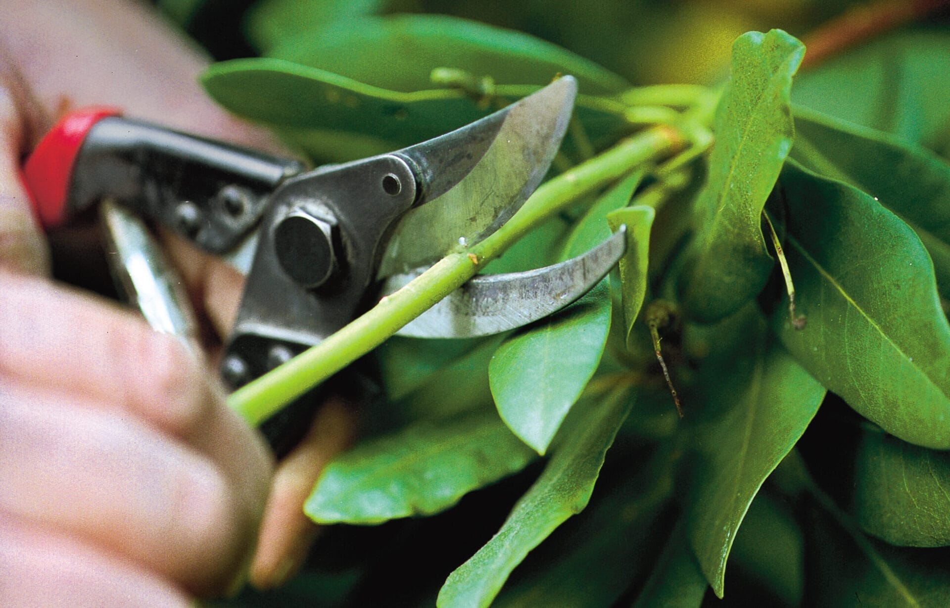 How To Prune Small Trees and Shrubs