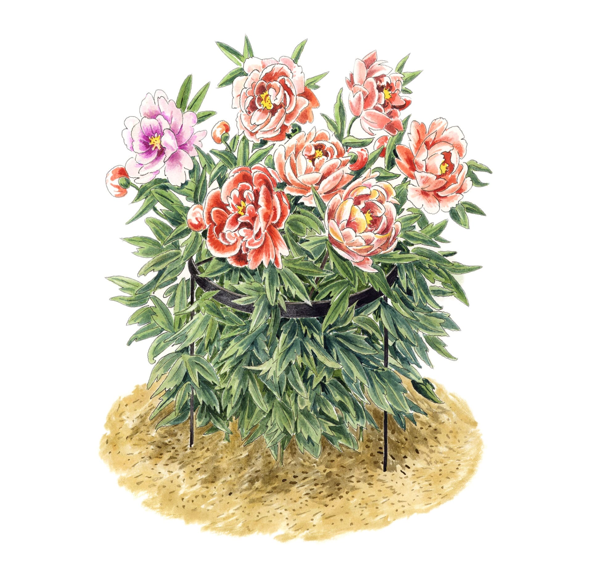 Illustration of staked peonies.