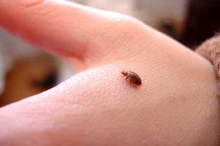 bed_bugs_x