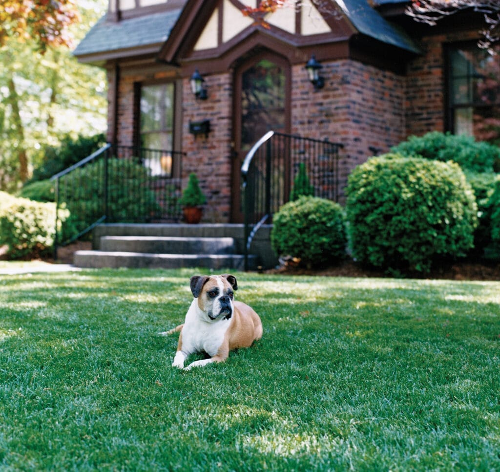A dog sitting on a well maintained lawn in front of a house