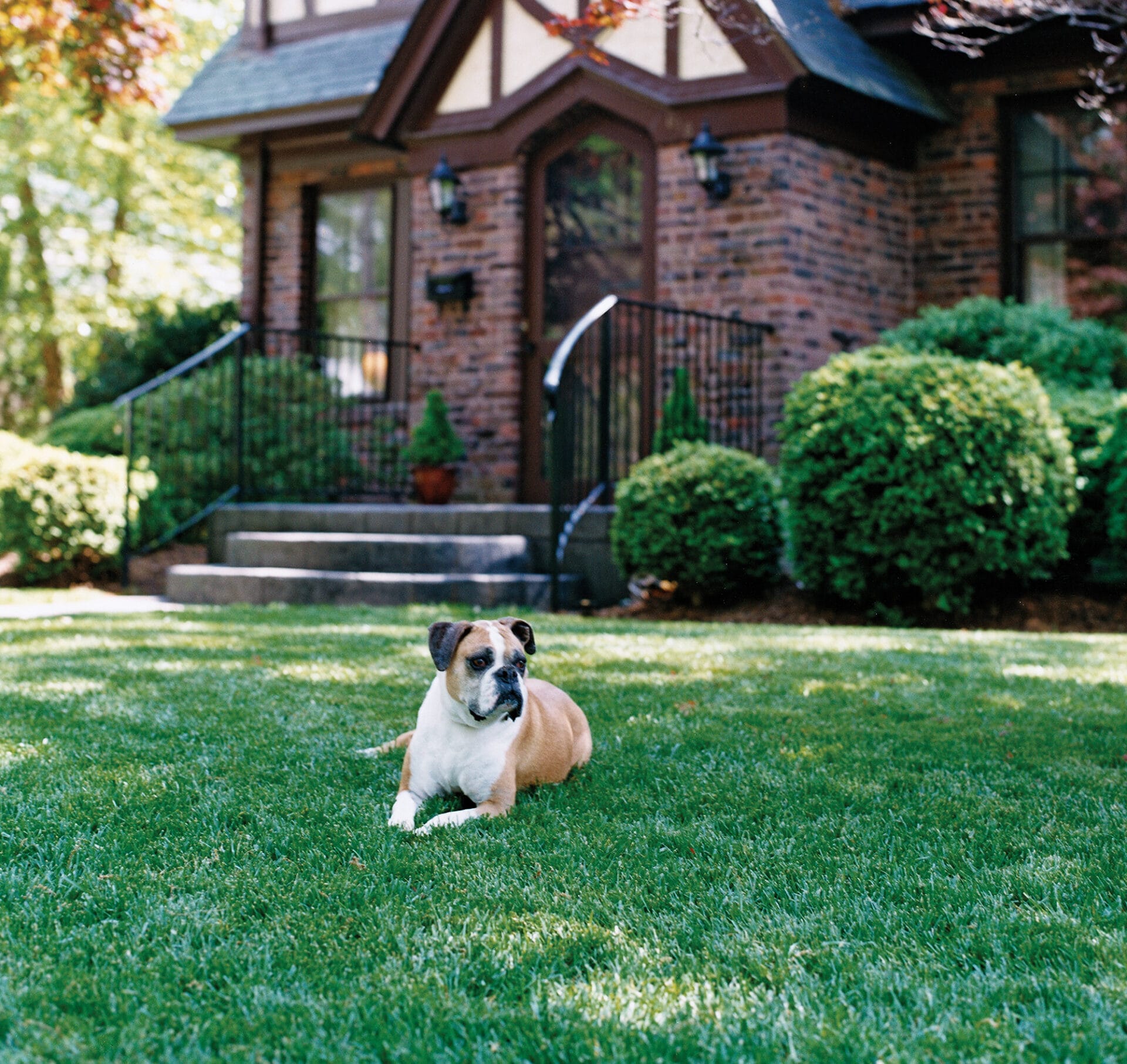 A dog sitting on a well maintained lawn in front of a house