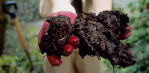 an up close view of what composting looks like