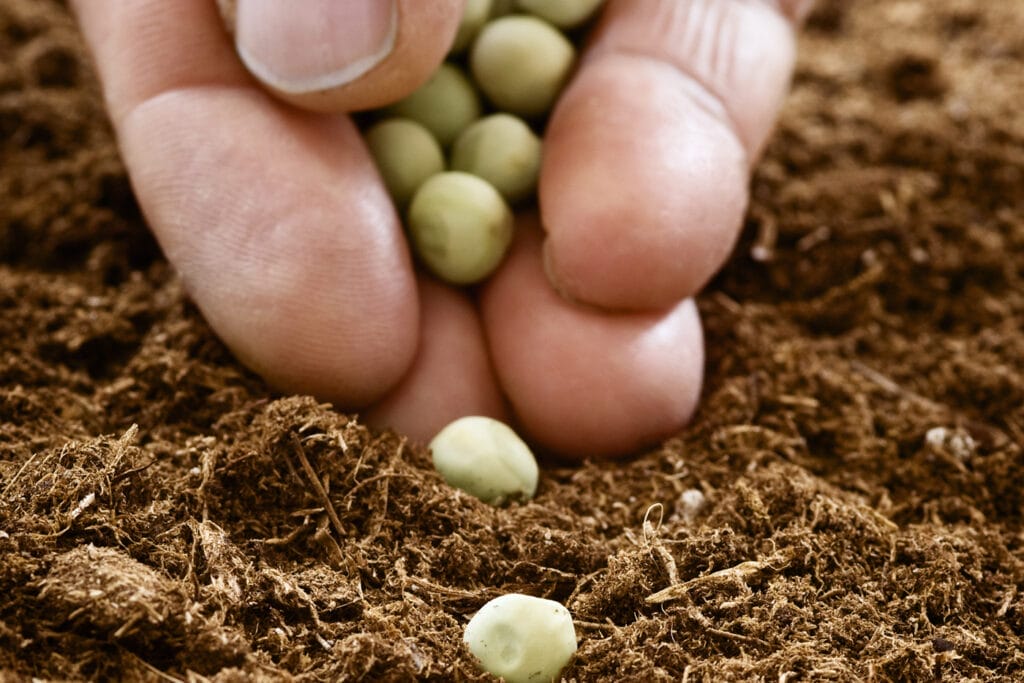 peas_xl