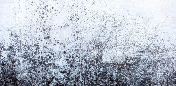 mold_documentary_xl