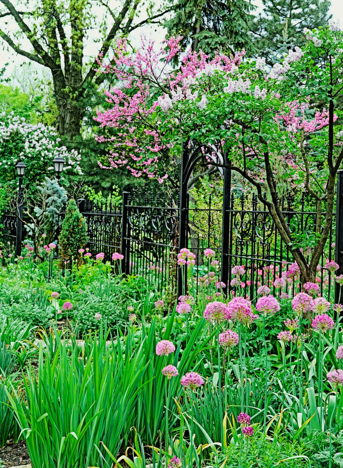 A metal fence with a gate in a yard.