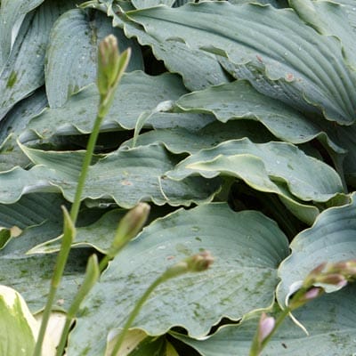 Hosta plant