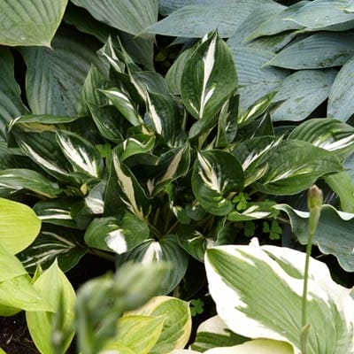 Hosta plant