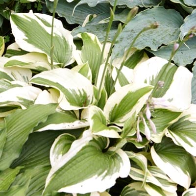 Hosta plant