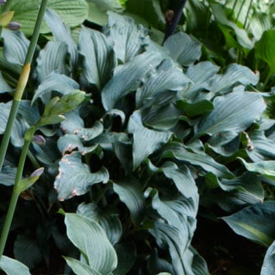 Hosta plant