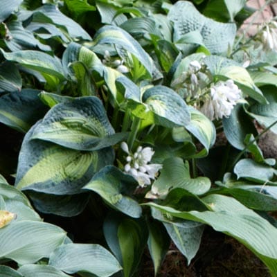 Hosta plant