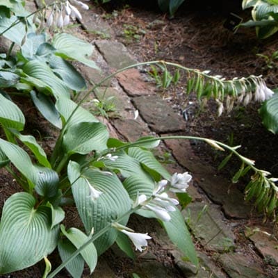 Hosta plant