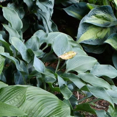 Hosta plant