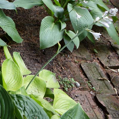Hosta plant