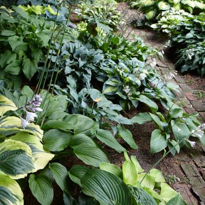 Hosta garden