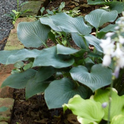 Hosta plant
