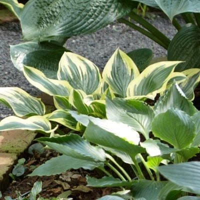 Hosta plant