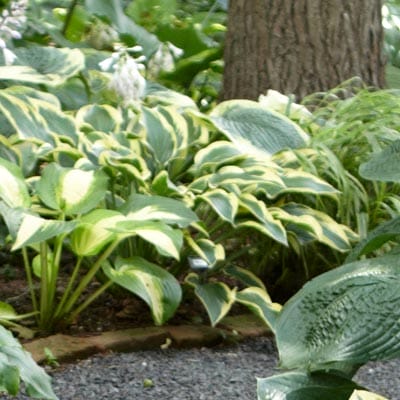 Hosta plant