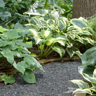 Hosta plant