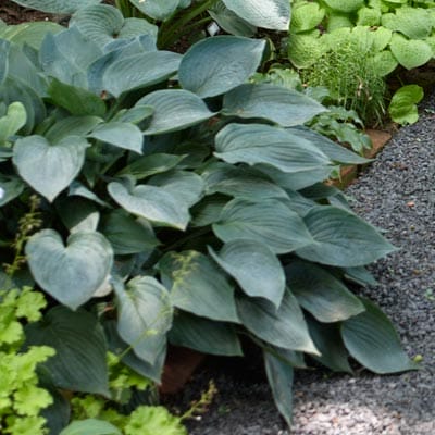 Hosta plant