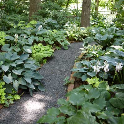 Hosta lined garden pathway