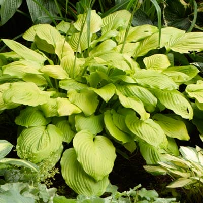 Hosta plant