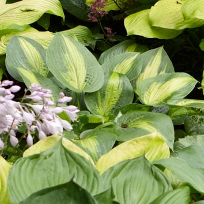 Hosta plant