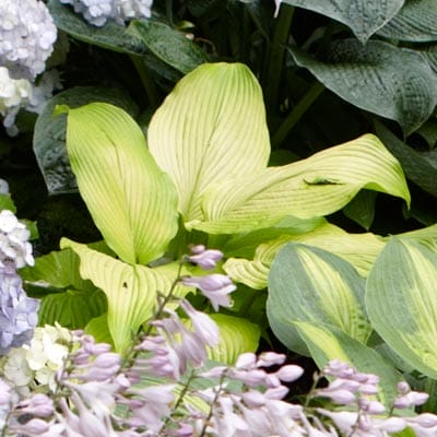 Hosta plant