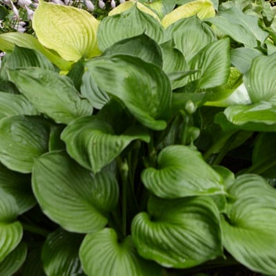 Hosta plant