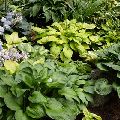 Hosta plant