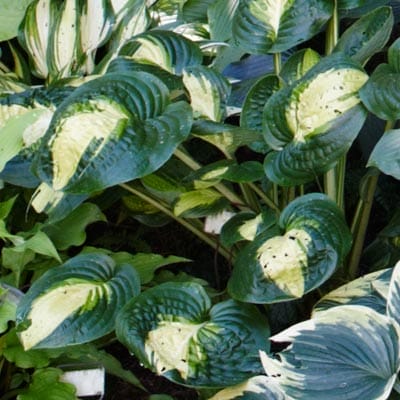 Hosta plant